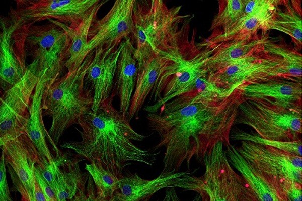 Types of Human Primary Cells