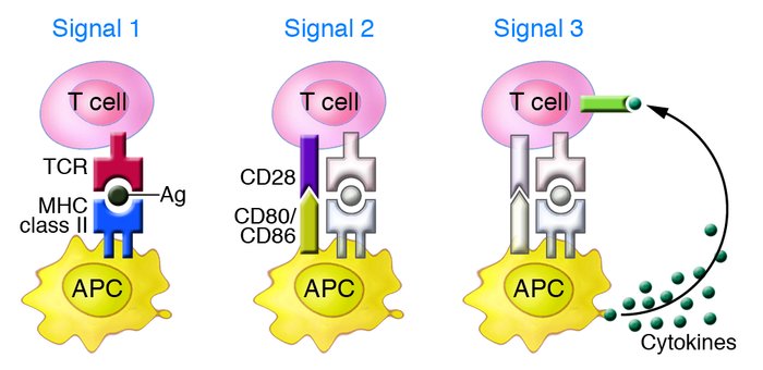Signals for T-cell Activation