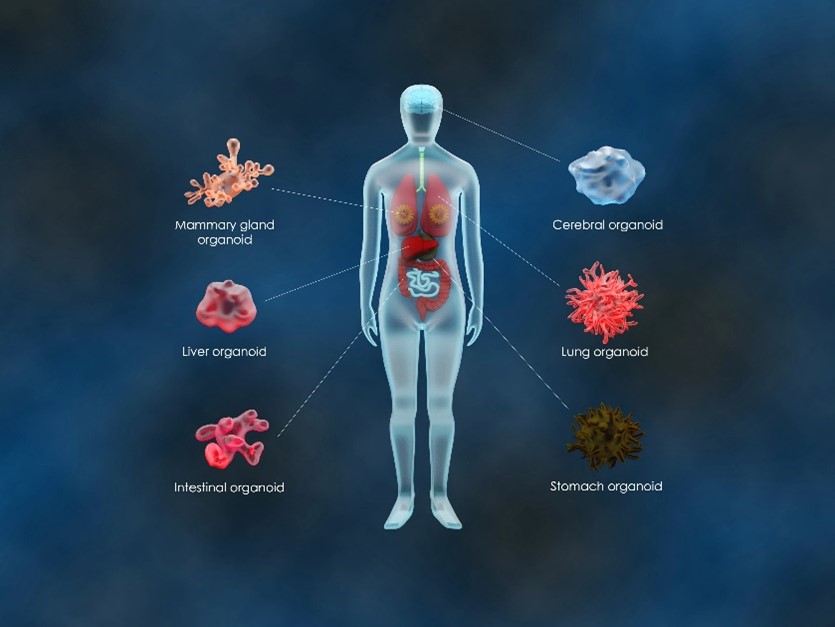 5-overview-of-organoid-research-1