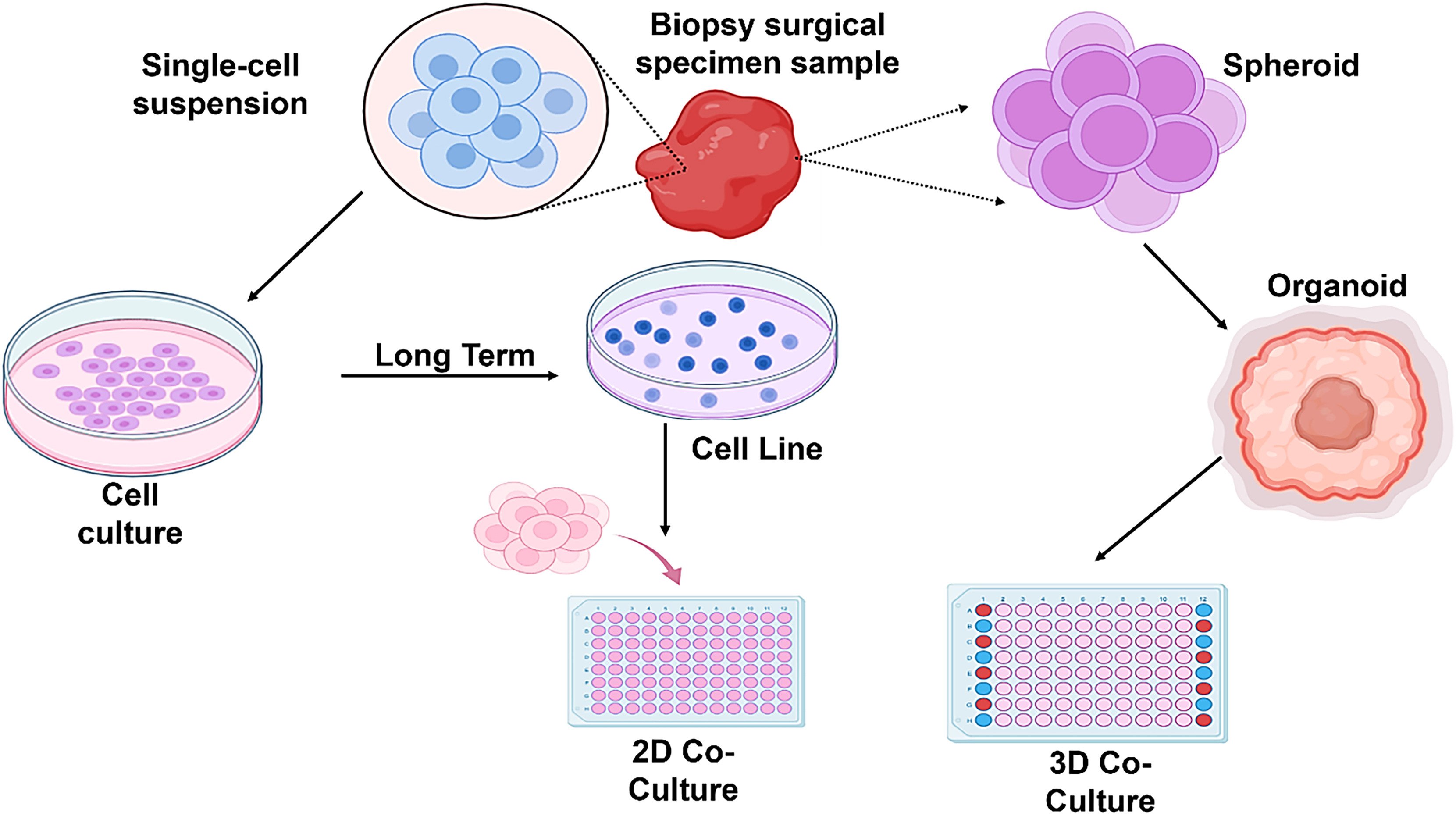 2D and 3D cell cultures in biomedical research