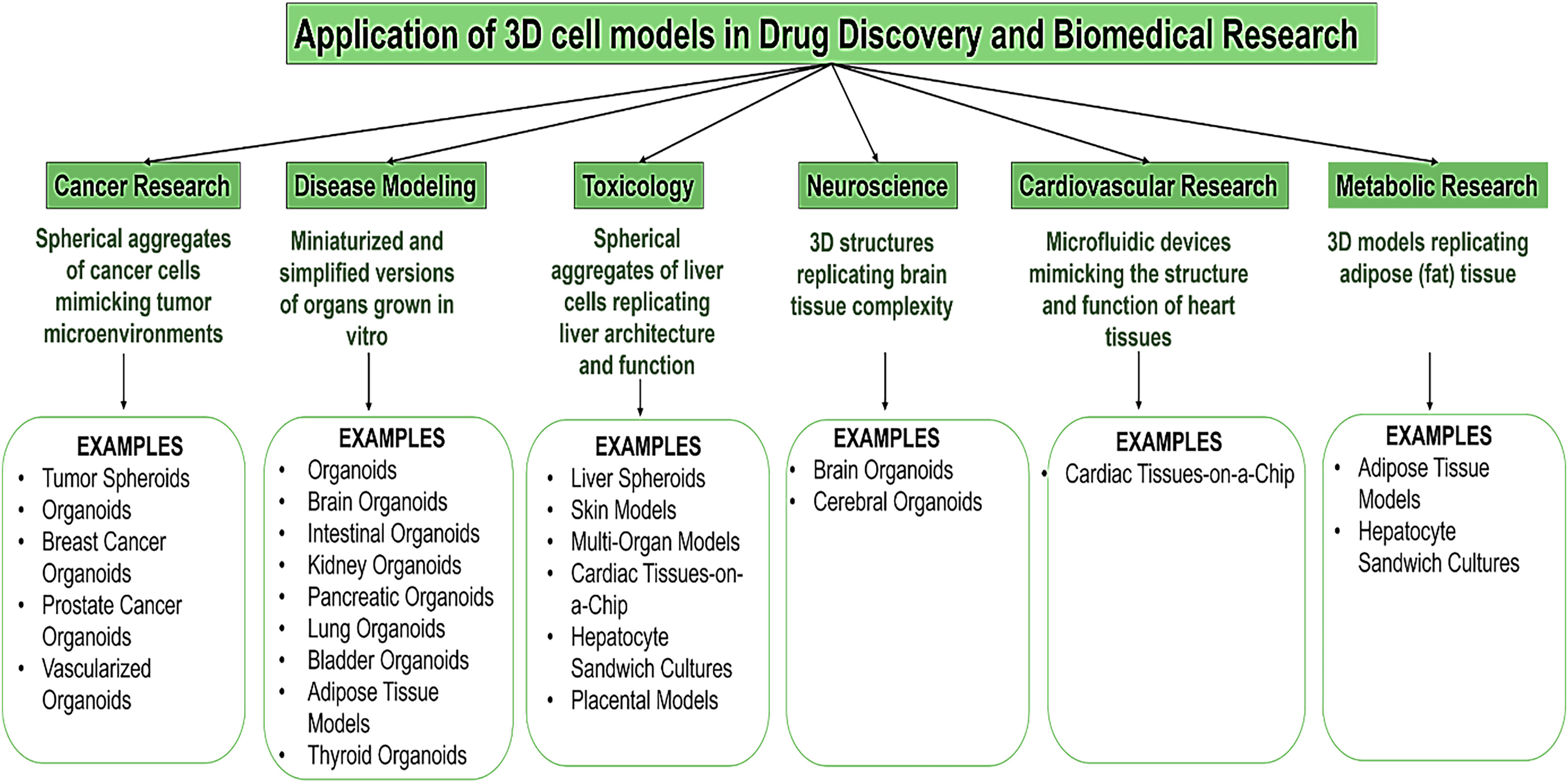 AI in 3D cell culture