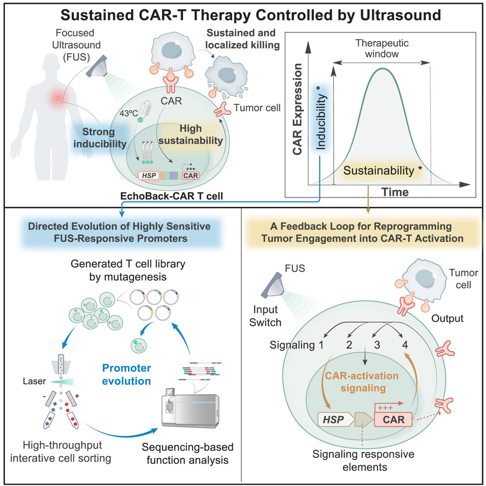 Sustained CAR-T Therapy Controlled by Ultrasound.