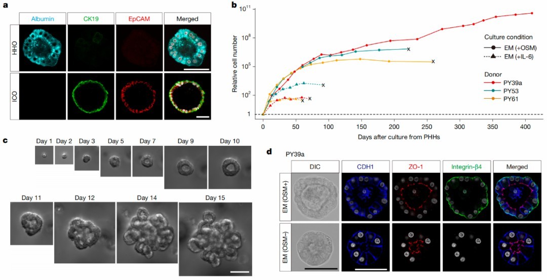 Generation of human adult hepatocyte organoids from cryopreserved adult hepatocytes directly taken from human patients.