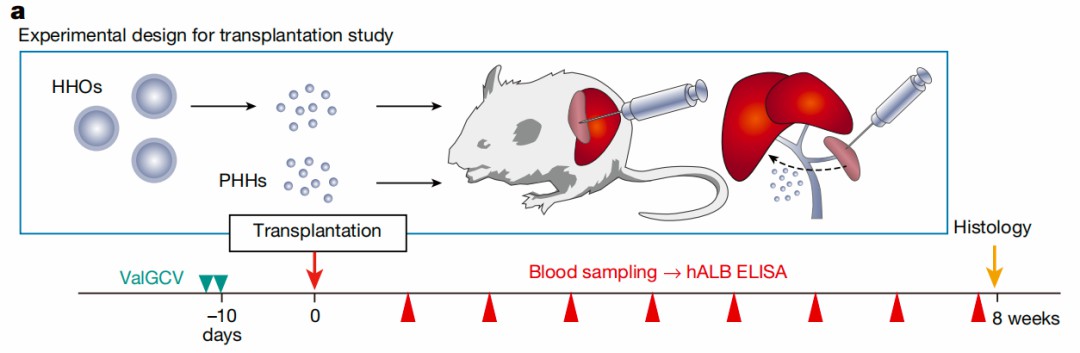 Transplantation of hepatocyte organoids into the mice with impaired immune systems and dysfunctional livers.