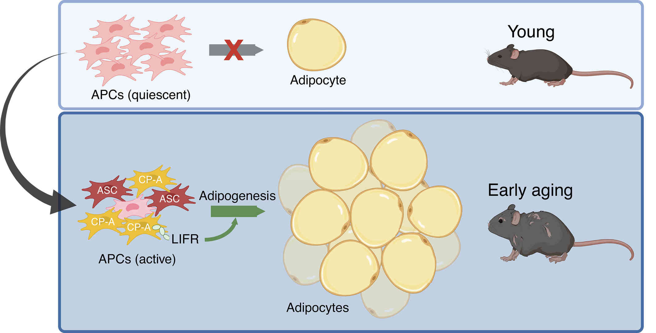 APCs in young adult mice exhibit low adipogenesis activity unless stimulated by metabolic stresses.