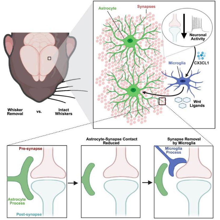Astrocyte processes reduce contact with synapses before synapse removal by microglia.