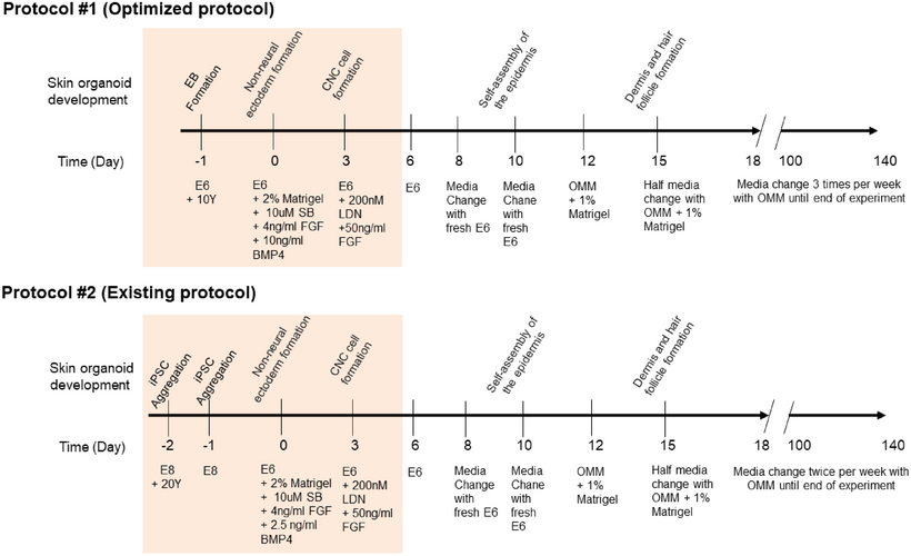 Fig. 1. A schematic overview of the protocols used for the generation of skin organoids from induced pluripotent stem cells (iPSC).