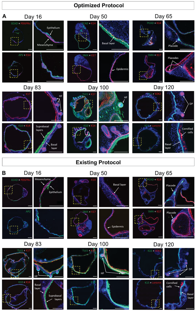 Fig. 3. Skin organoids (SKOs) develop a stratified epidermis and hair follicles (HFs) in the optimized differentiation protocol.