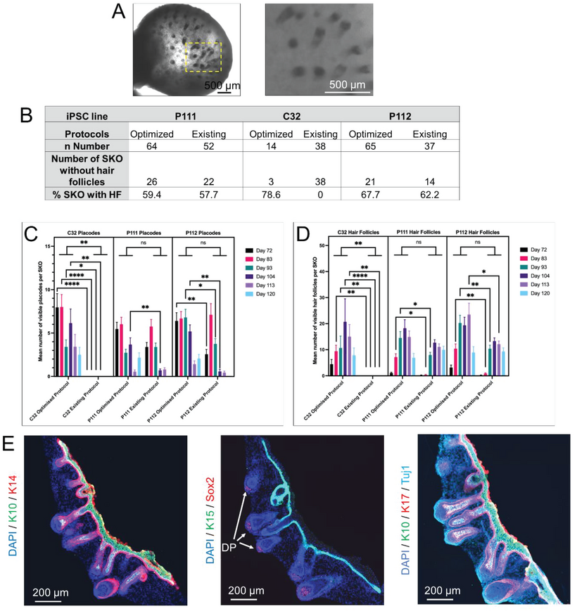 Fig. 4. The optimized differentiation protocol contributes to an enhanced hair inductive capacity in human induced pluripotent stem cell (hiPSCs)- derived skin organoids (SKOs).