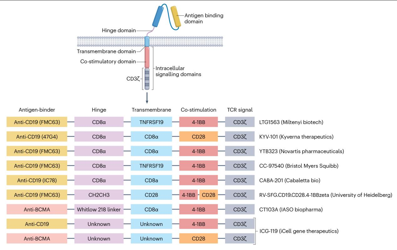 Fig. 1. Vector constructs used for CAR T cell generation in autoimmune disease.