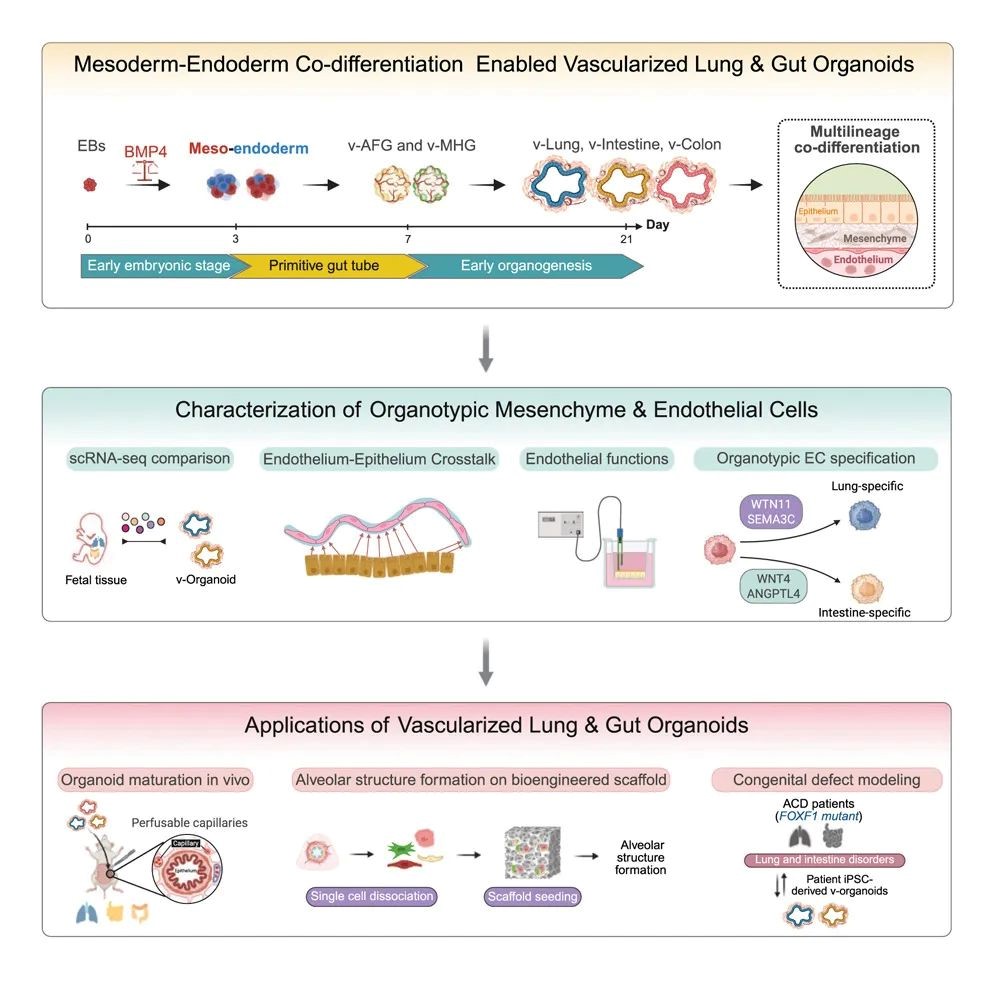 Fig. 1. BMP-mediated mesoderm-endoderm co-differentiation enable vascularized lung & gut organoids.