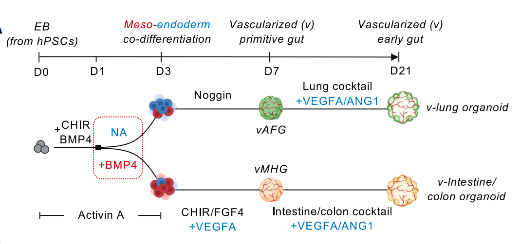 Co-differentiated mesoderm and endoderm within the same spheroid to vascularize lung and intestinal organoids from induced pluripotent stem cells