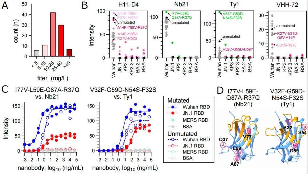 Experimental validation reveals two new nanobodies exhibit improved binding to the recent JN.1 or KP.3 variants.