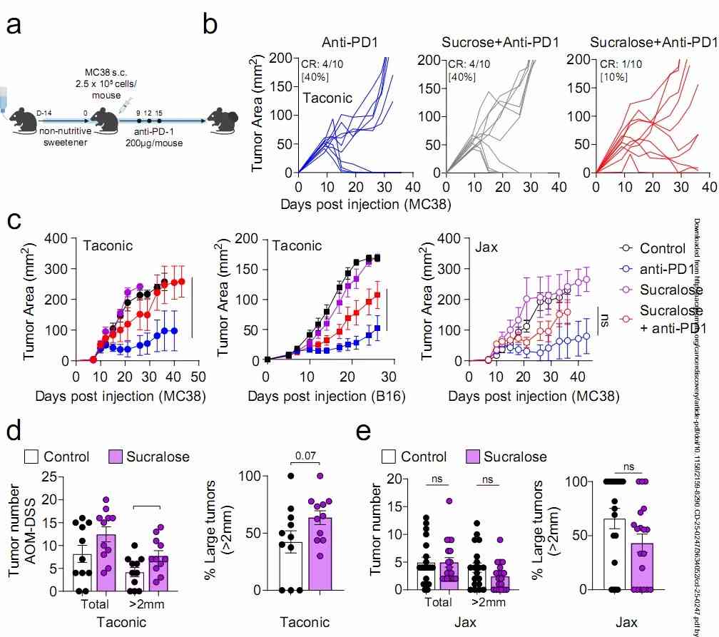 Mice exposed to sucralose developed significant resistance to PD-1 inhibitor therapy.