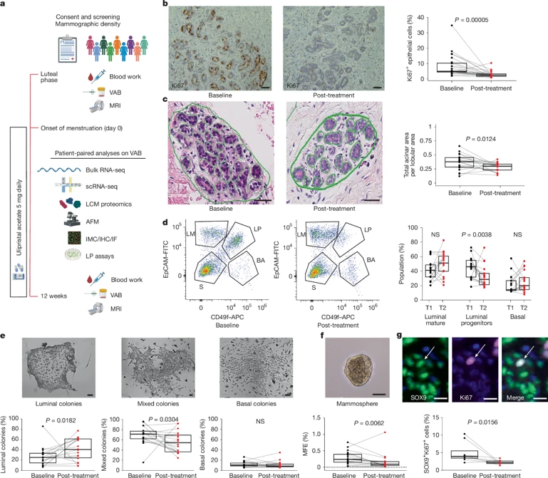 Anti-progestin treatment reduces the proportion, proliferation and activity of luminal progenitor cells.