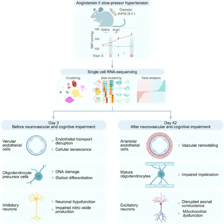 Mapping neocortical transcriptomic changes before (3 days) and after (42 days) onset of neurovascular and cognitive deficits by using single-cell RNA sequencing