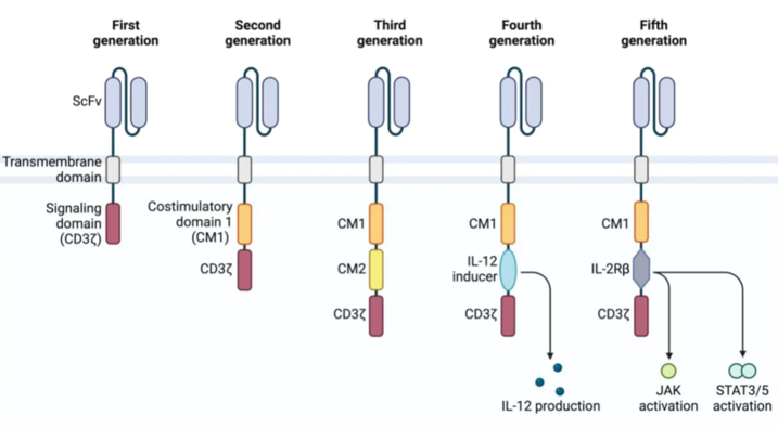 Generations of Chimeric Antigen Receptors.