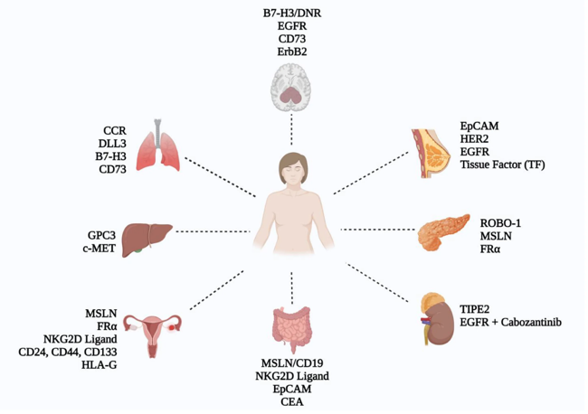 Schematic representation of CAR-NK cell research across various solid tumors, showcasing key targets.