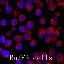 Ba/F3 Cells