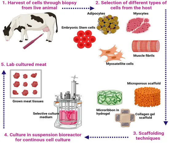 A pipeline for the production of illustrating the common stages involved in the production of a cultured meat product (Balasubramanian, B., Liu, W., Pushparaj, K., & Park, S. 2021).