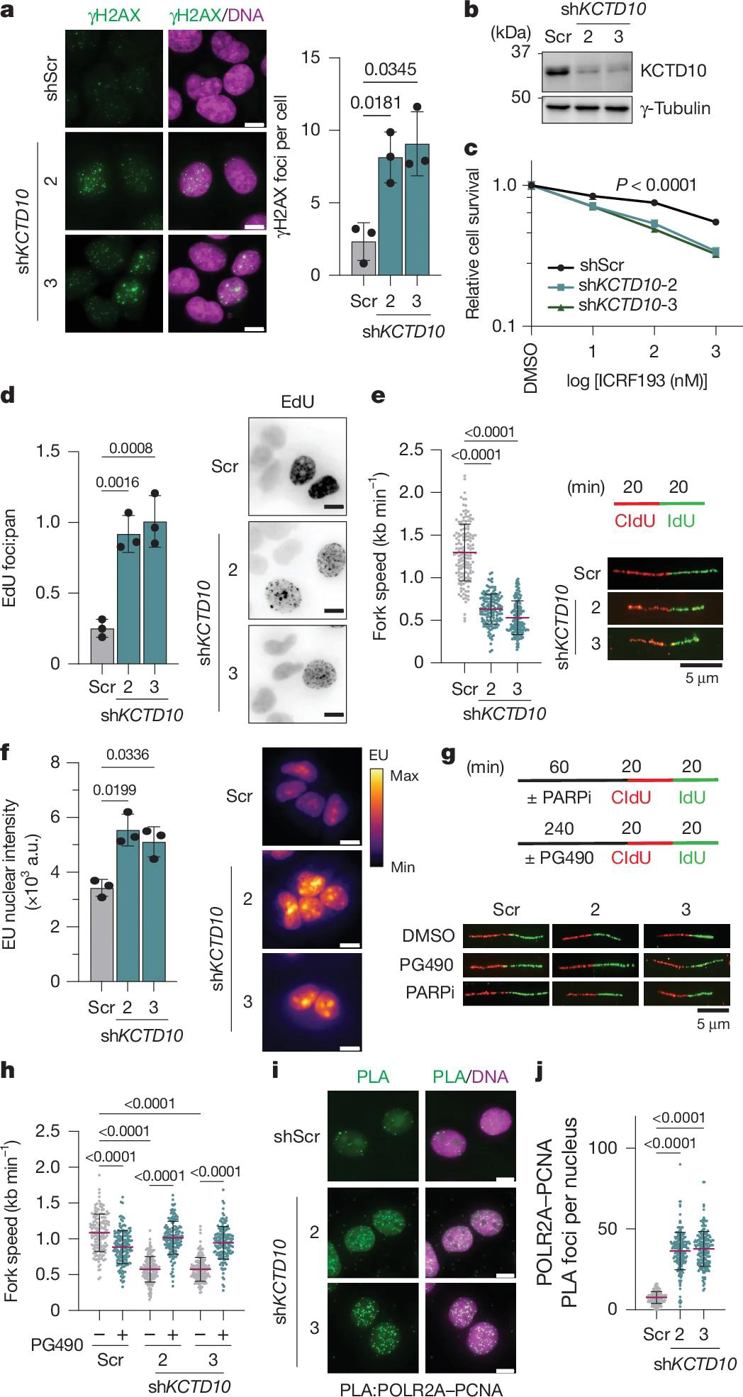 KCTD10 controls replication and transcription.