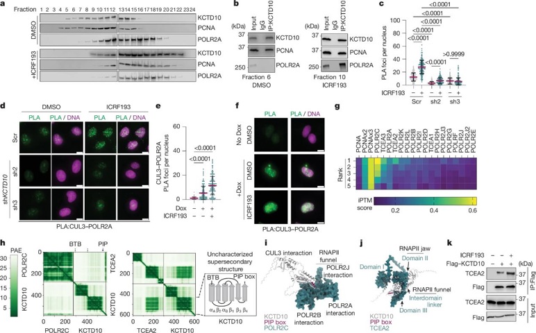 KCTD10 recruits CUL3 to co-directional TRCs.