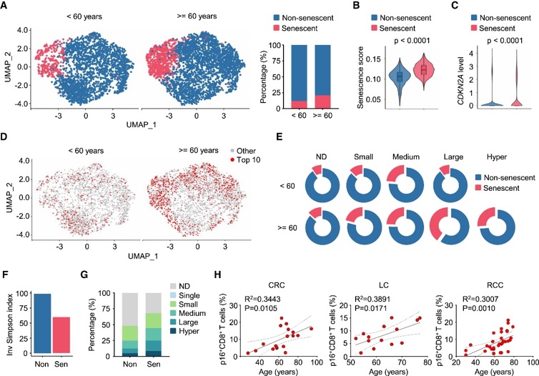 The fraction of intratumoral senescent CD8+ T cells increased with age.