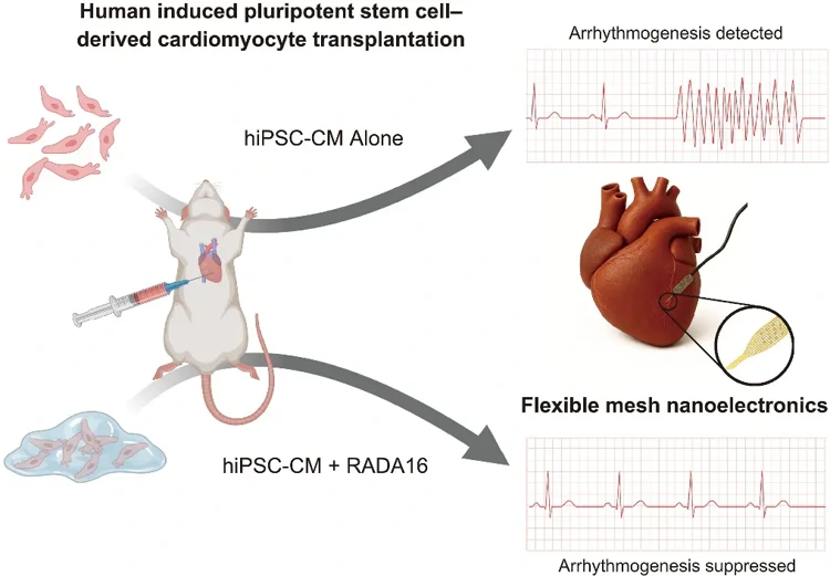 Transplanted hiPSC-CMs alone exhibited poor myofibril gene maturation, disorganized sarcomeres, and arrhythmogenic activity. Coinjection with RADA16 enhanced cardiomyocyte gene expression profiles, promoted sarcomere organization, and supported graft vascularization, collectively mitigating arrhythmogenesis, as revealed by high-resolution mesh nanoelectronics analysis.