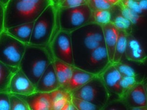 Fluorescently labeled polarized Upcyte® hepatocytes.