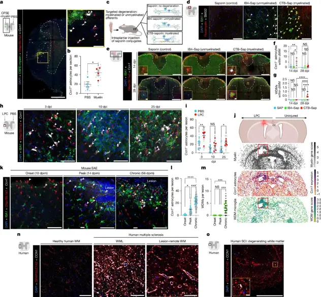Astrocyte CCN1 expression in the context of demyelinating diseases and insults in mice and humans.