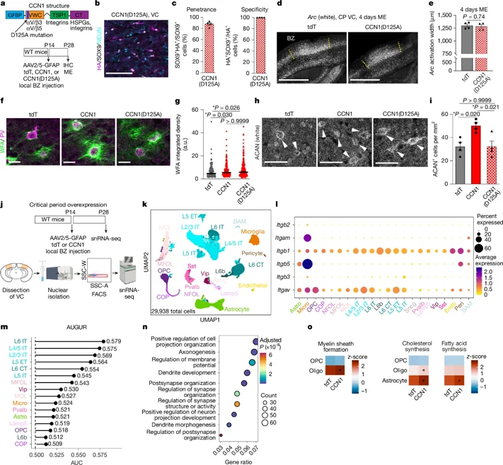 How CCN1 mediates neural circuits.
