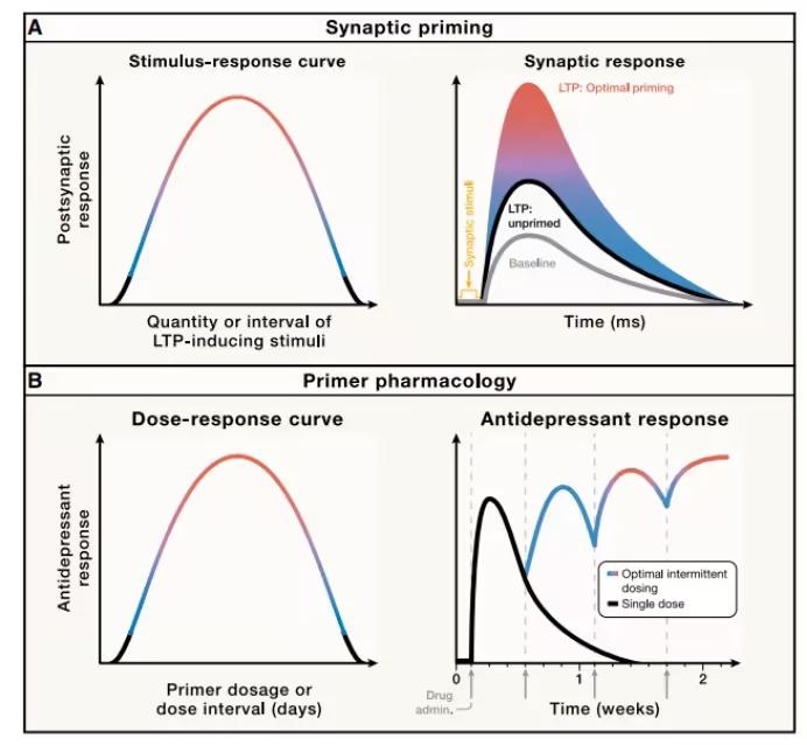 Synaptic priming regulate the primer pharmacology.