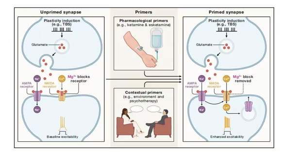 Plasticity machinery engaged by antidepressant pharmacotherapies overlaps with priming induced by contextual conditions.