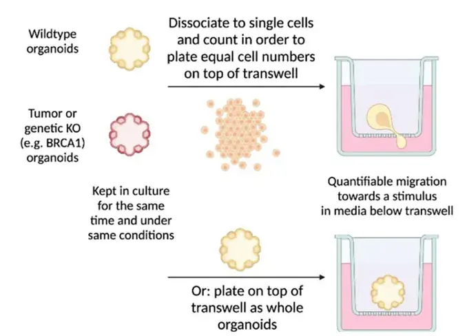 Overall scheme to test migratory properties of organoid cultures (Lewis, Steven M., Mackenzie K. Callaway, and Camila O. Dos Santos. 2022).