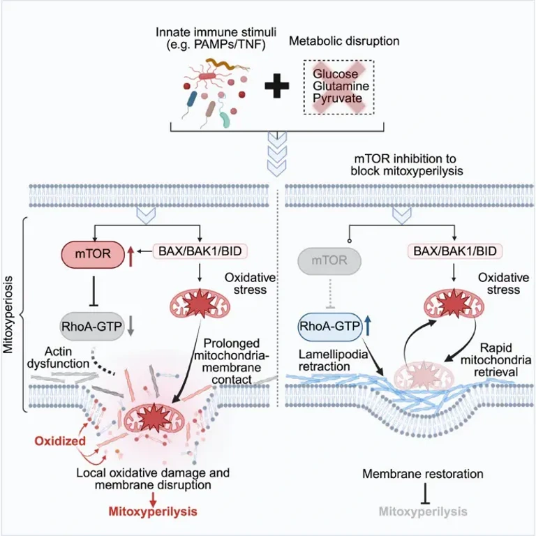 Innate immune and metabolic signaling synergy induces cell death by mitoxyperilysis.