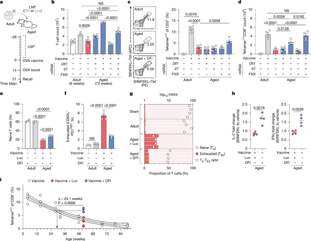 DFI (Dll1, Flt3l and Il7) strengthens vaccine responses.