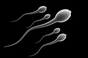 sperm cultivation