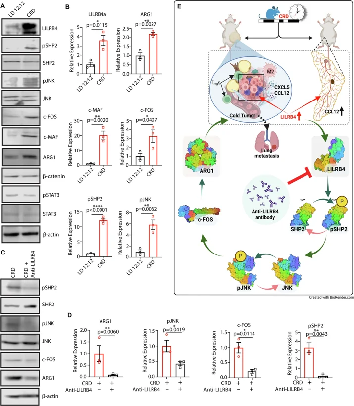 LILRB4 regulates CRD-induced tumorigenesis via a non-canonical WNT signaling pathway.