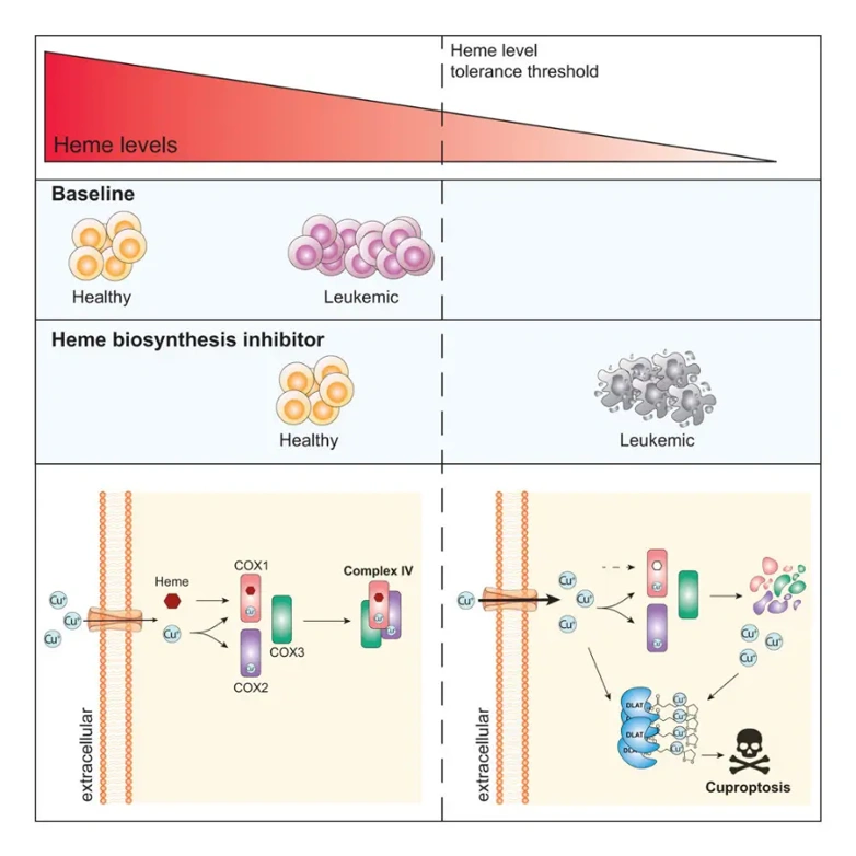 Inhibition of heme biosynthesis triggers cuproptosis in acute myeloid leukemia.