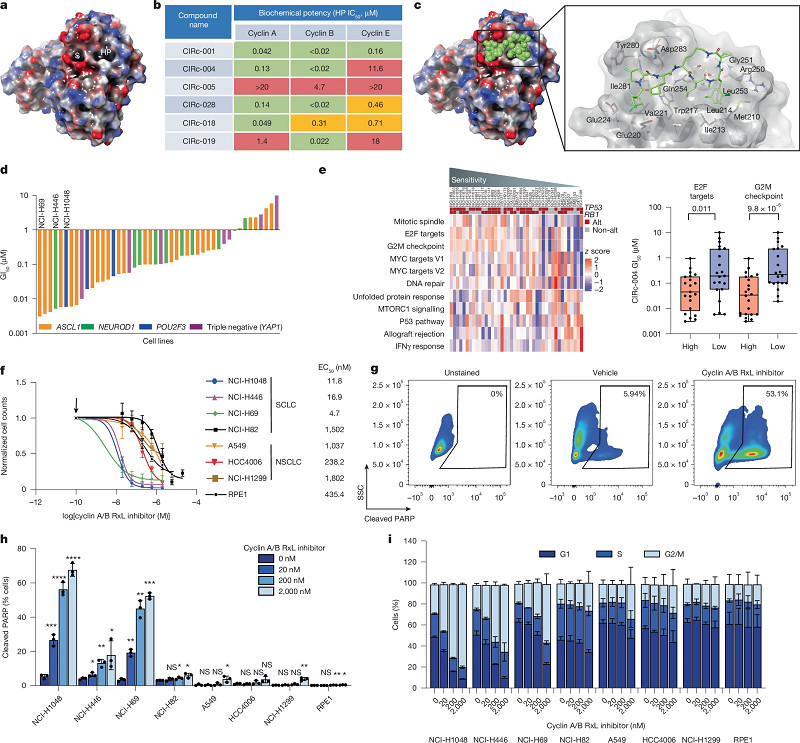The anti-proliferative activity of cyclin A/B RxL inhibitors in a limited panel of SCLC cell lines.